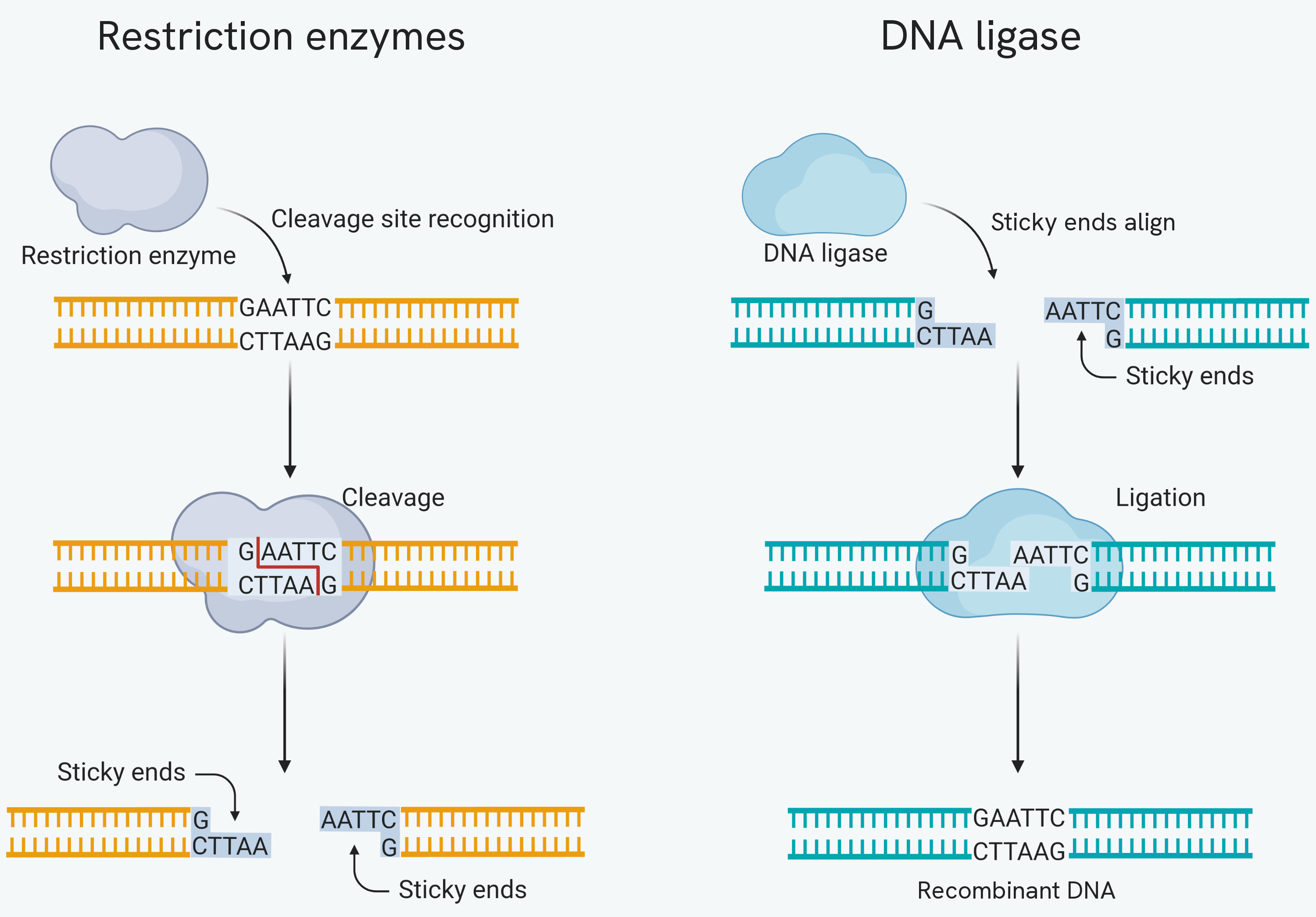 The two enzymes side by side. On the left a restriction enzyme recognises the sequence GAATTC in a length of double-stranded DNA, binds to it, and cuts the two strands in a staggered way, leaving two fragments whose exposed unpaired bases are sticky ends. On the right DNA ligase takes two fragments whose sticky ends are complementary, lines them up so the bases pair, and joins the backbones to give one continuous length of recombinant DNA