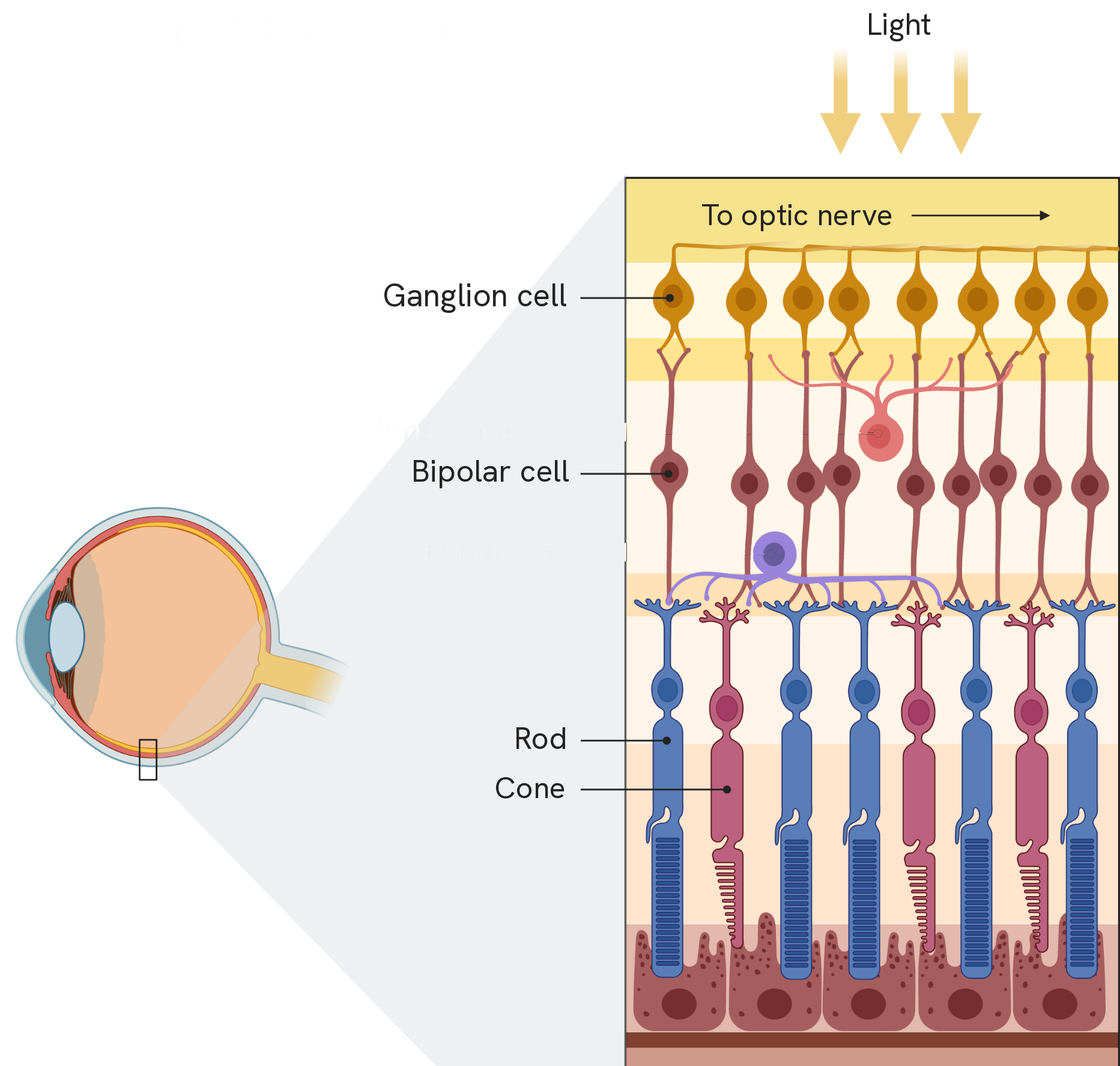 An eye on the left, with a small rectangle marking a patch of the retina at the back, and that patch enlarged on the right. Light arrives from the top of the enlarged block. Below the arrows the first layer is labelled to the optic nerve, then a row of ganglion cells, then a row of bipolar cells, and at the very back of the block the rod and cone cells, one of each labelled, with their light-sensitive ends pointing away from the light and resting against the dark pigmented layer at the back