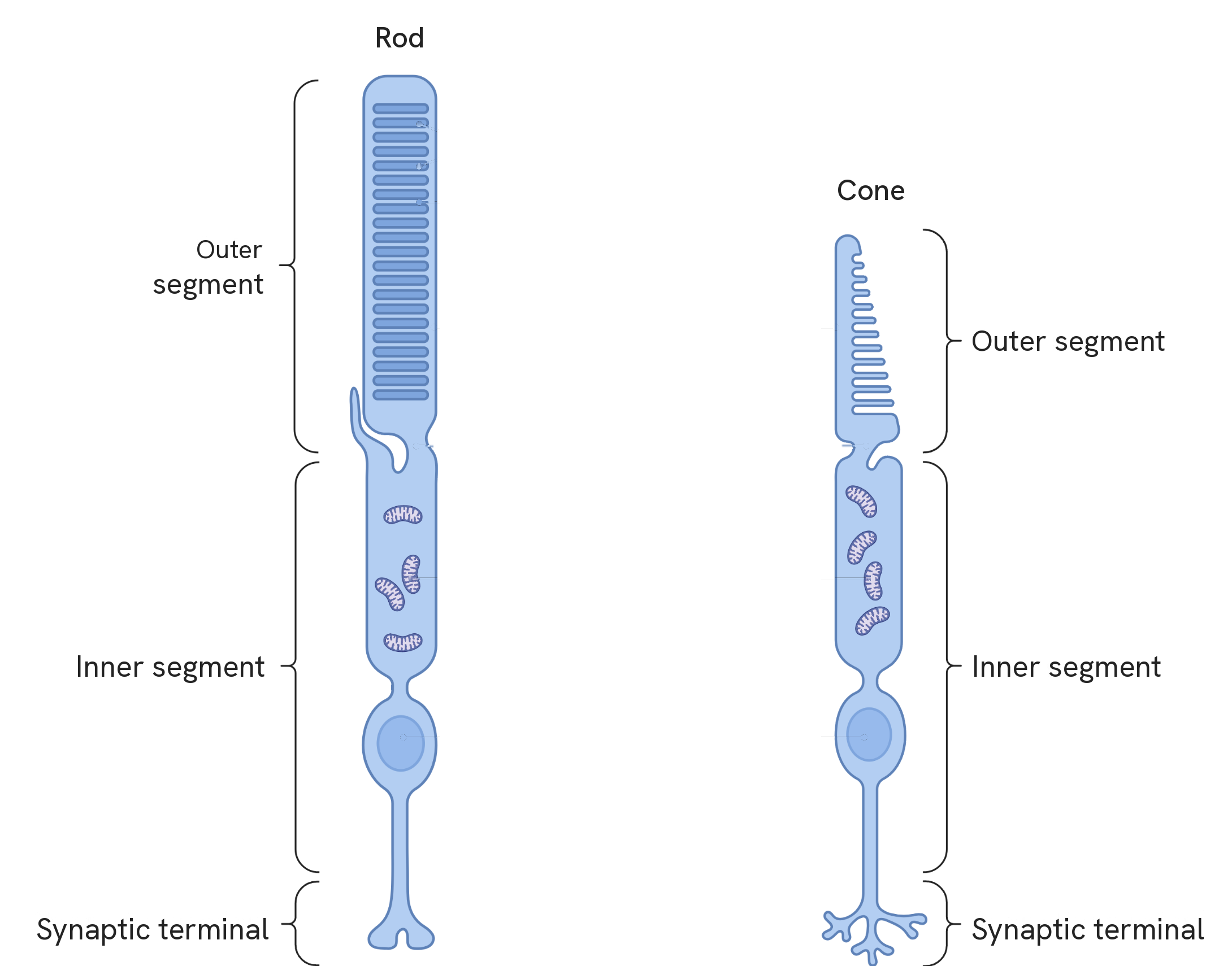 A rod cell and a cone cell drawn side by side at the same scale, each divided by brackets into three parts. At the top is the outer segment, long and even in the rod and short and tapering in the cone, filled in both with a stack of flattened discs. Below it the inner segment, holding several mitochondria and the nucleus. At the bottom the synaptic terminal, a single foot in the rod and a branched one in the cone