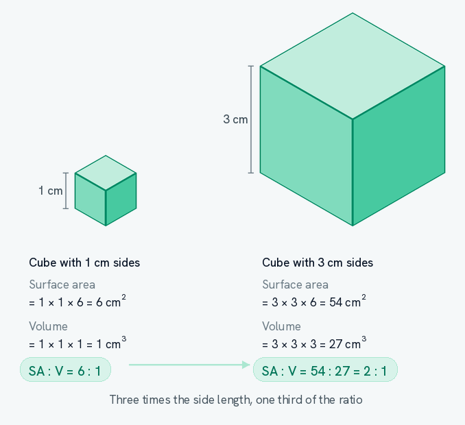 Two cubes drawn to scale with each other, one with 1 cm sides and one with 3 cm sides, the larger three times the side length of the smaller. Under each cube is its own arithmetic: surface area as side times side times six, volume as side cubed, and the resulting ratio. The small cube gives a surface area of 6 cm squared, a volume of 1 cm cubed and a ratio of 6 to 1. The large cube gives 54 cm squared, 27 cm cubed and a ratio of 2 to 1. An arrow runs from the first ratio to the second, labelled three times the side length, one third of the ratio