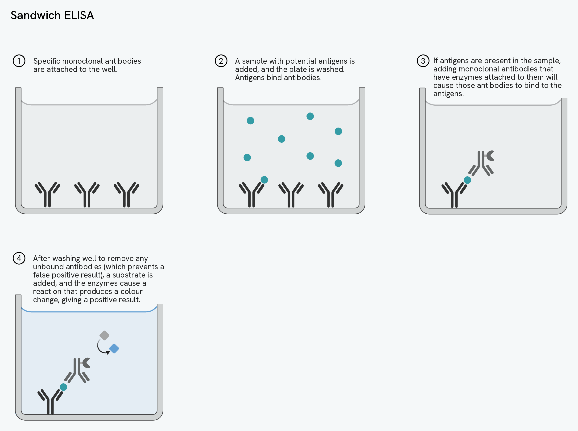 The four steps of a sandwich ELISA: monoclonal antibodies fixed to the well, the sample added so antigens bind, enzyme-linked antibodies added that bind the antigens, and a substrate added that the enzyme turns to give a colour change