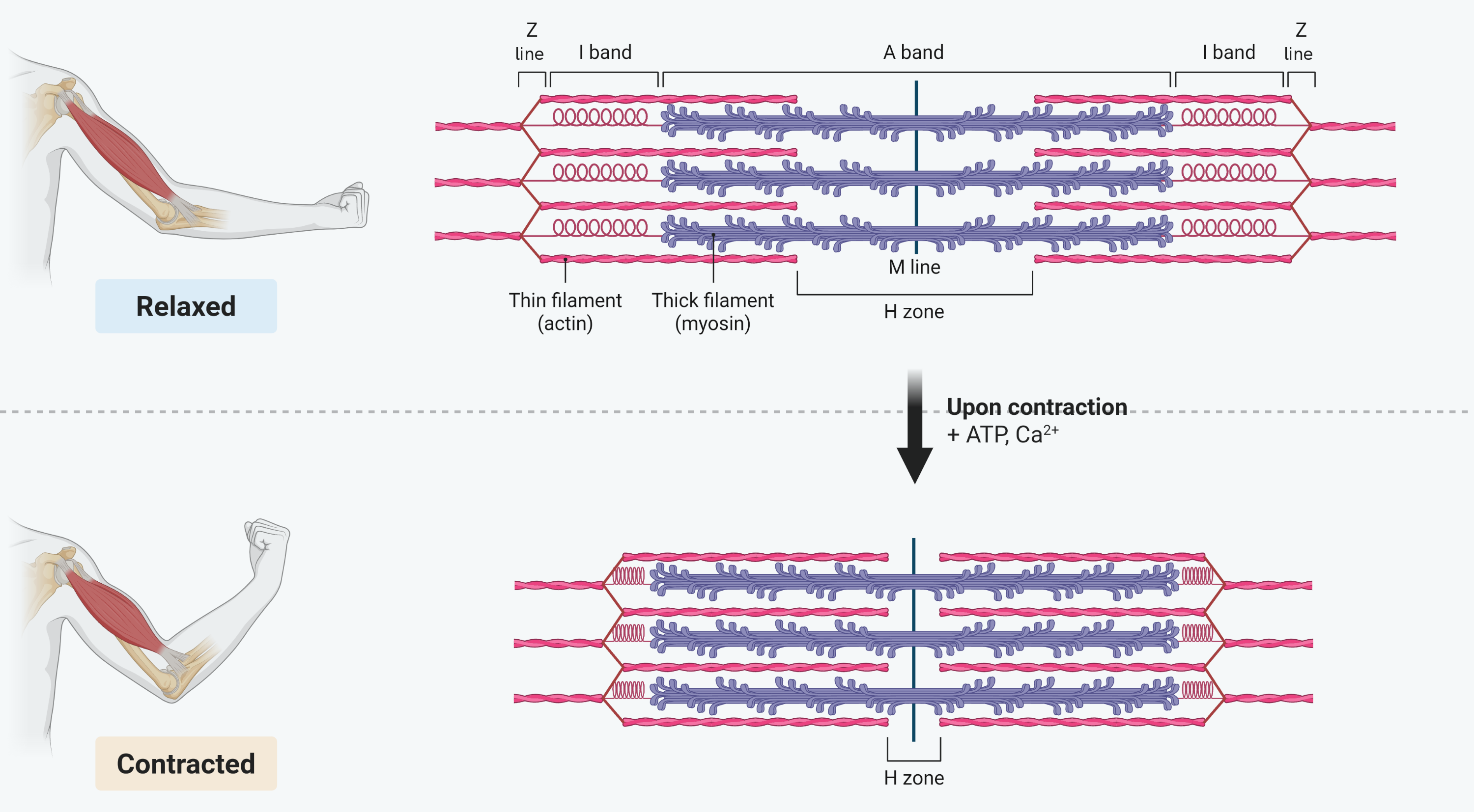 The same sarcomere drawn twice, relaxed above and contracted below, with a relaxed and a flexed arm beside them. In the relaxed sarcomere the Z lines are far apart, the I bands at each end are wide and the H zone in the middle is wide. In the contracted sarcomere, reached by adding ATP and calcium ions, the actin filaments have slid further in over the myosin, so the Z lines are closer together, the I bands are narrower and the H zone is narrower, while the A band spanning the myosin is the same width in both