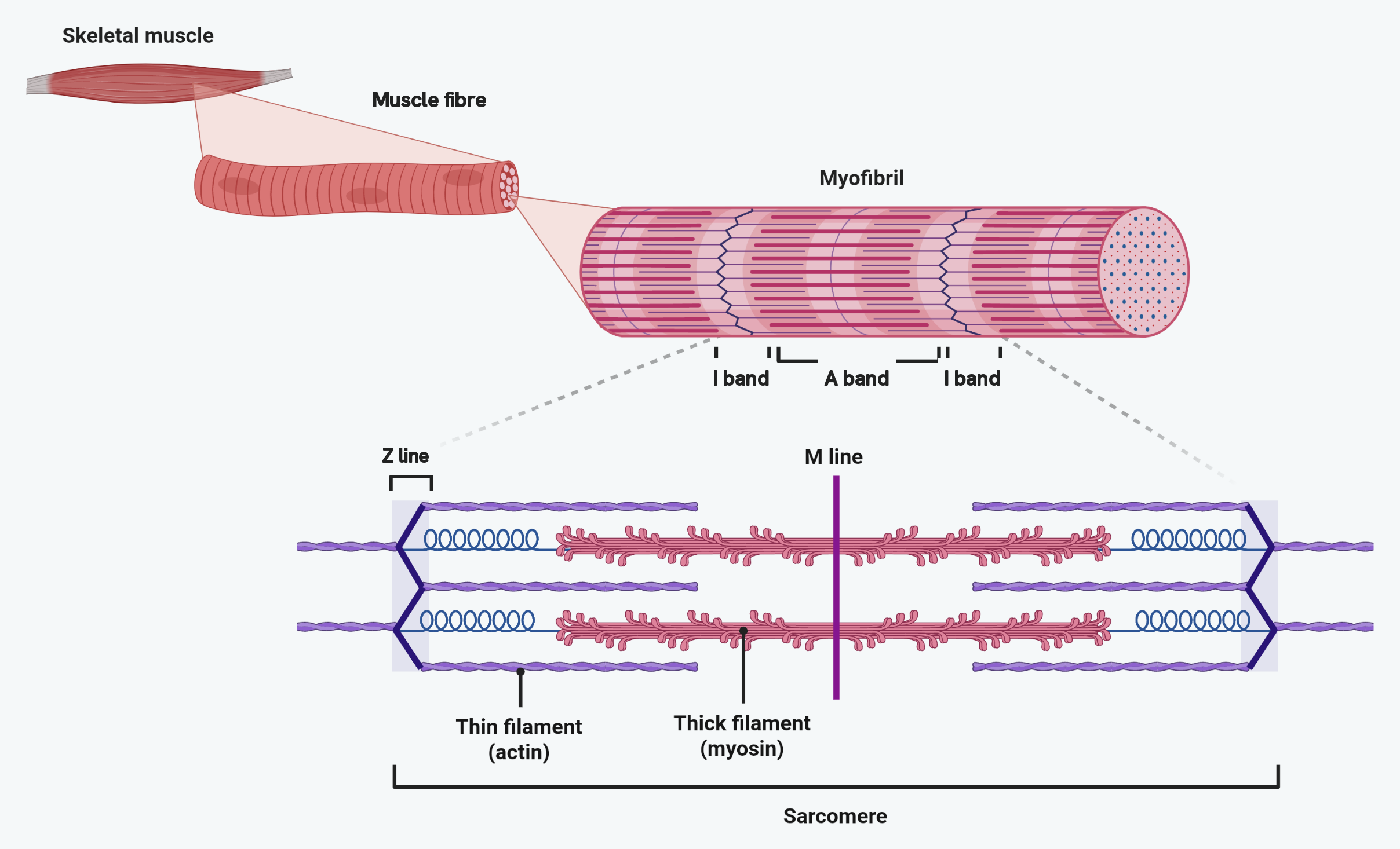Four levels of magnification. A whole skeletal muscle, then one muscle fibre drawn as a striped cylinder, then a single myofibril from inside that fibre with its I bands and A bands marked, and finally one sarcomere from that myofibril, with the Z line at each end, the M line in the middle, the thin actin filaments running in from the Z lines and the thick myosin filaments in the centre