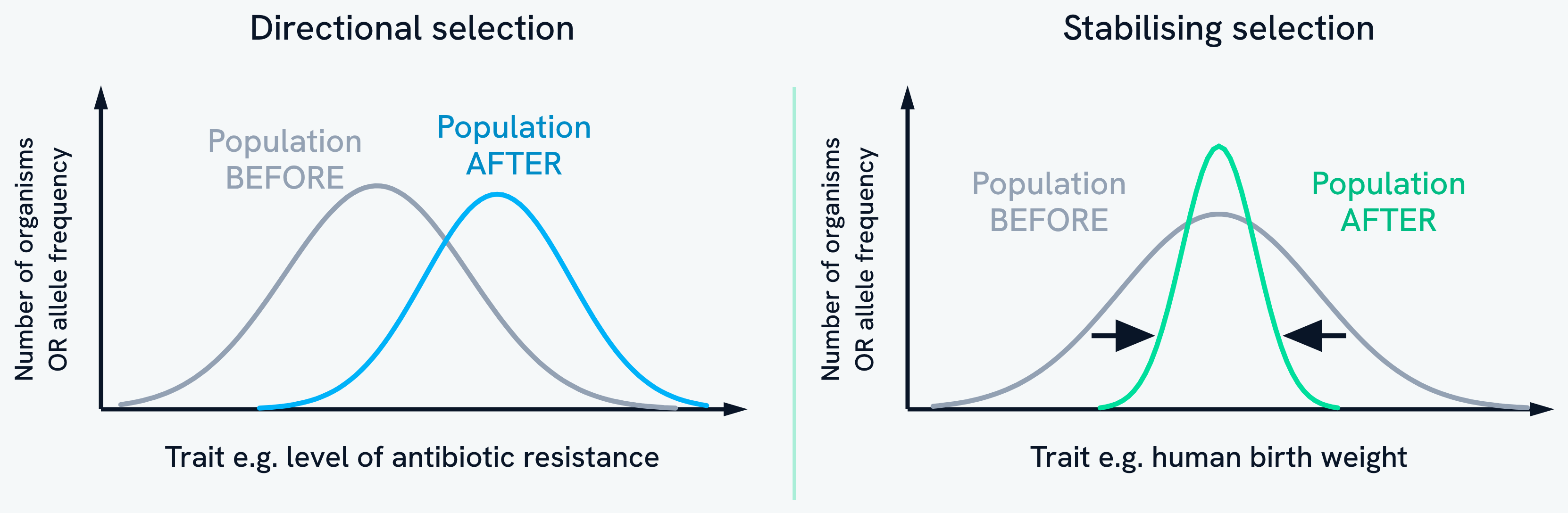 Two graphs of number of organisms against a trait, comparing directional selection, where the population curve shifts towards one extreme so the mean changes, and stabilising selection, where the curve narrows around an unchanged mean as both extremes are selected against
