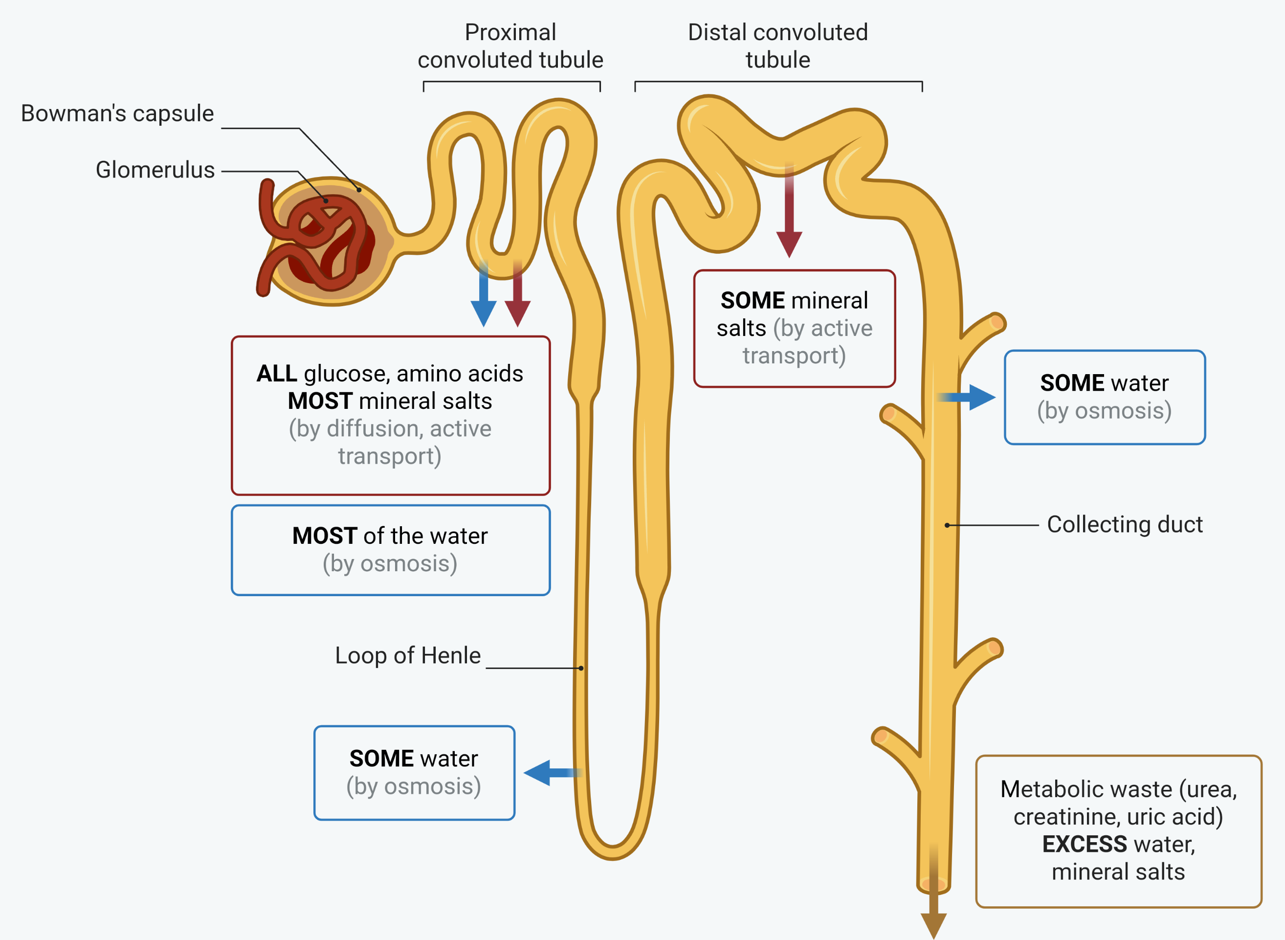 One nephron, drawn from the glomerulus down to the collecting duct, with what is reabsorbed at each stage marked beside it. The glomerulus sits inside the Bowman's capsule at the top left. The proximal convoluted tubule follows, where all the glucose and amino acids and most of the mineral salts are reabsorbed by diffusion and active transport, and most of the water by osmosis. The loop of Henle dips down and back, with some water leaving by osmosis. The distal convoluted tubule follows, where some mineral salts are reabsorbed by active transport, and then the collecting duct, where some water is reabsorbed by osmosis. What is left, metabolic waste and excess water and mineral salts, passes out at the bottom