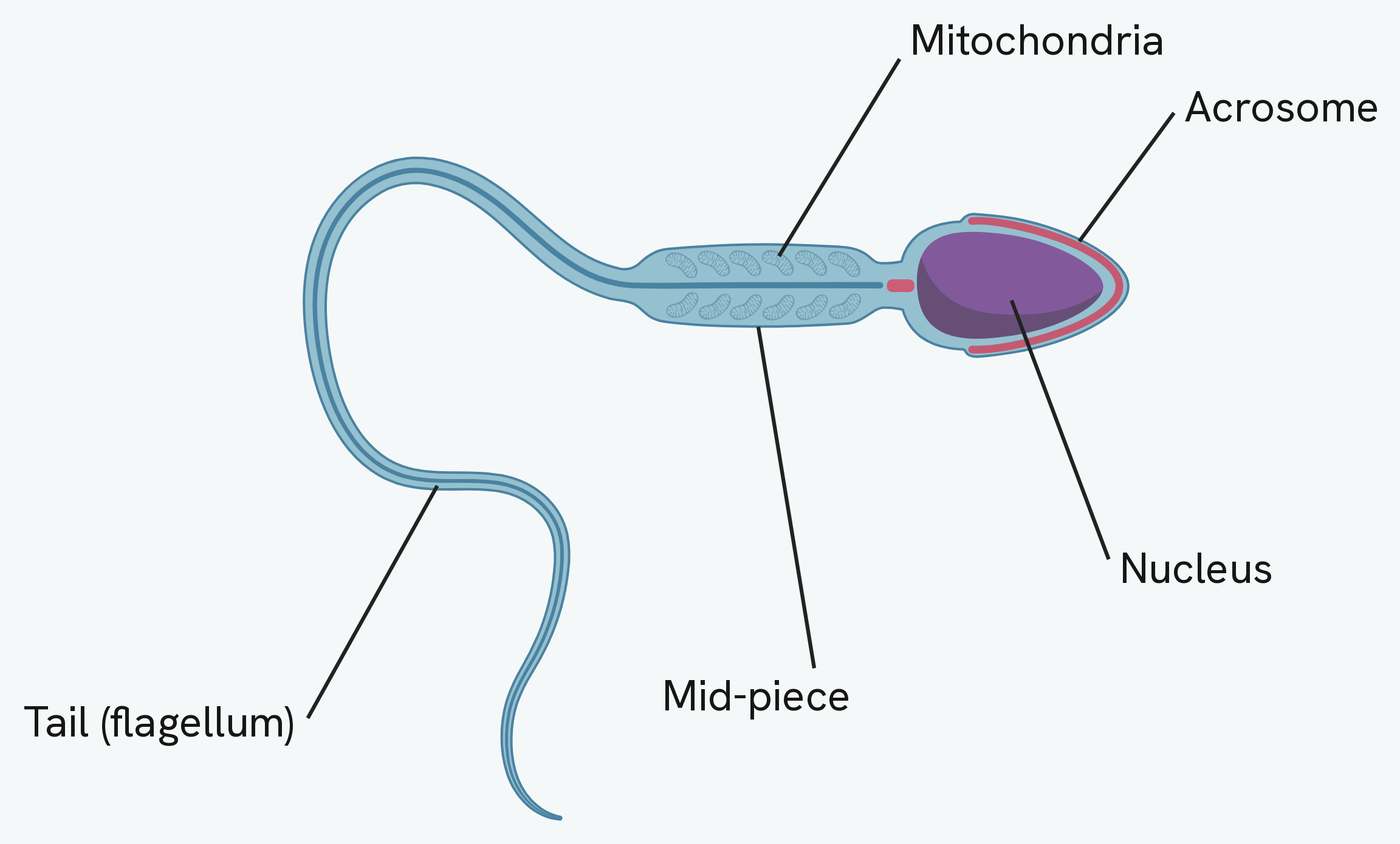 A sperm cell, labelling the long tail (flagellum) it swims with, the mid-piece packed with mitochondria, the nucleus in the head, and the acrosome capping the head, which carries the enzymes that digest the egg membrane