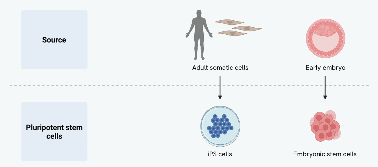 Two routes to a pluripotent stem cell, set out as two rows. The top row is the source: on the left, adult somatic cells taken from a person, and on the right, an early embryo. The bottom row is what each one gives: the adult somatic cells become induced pluripotent stem cells, and the early embryo gives embryonic stem cells. An arrow runs down from each source to the stem cells it produces