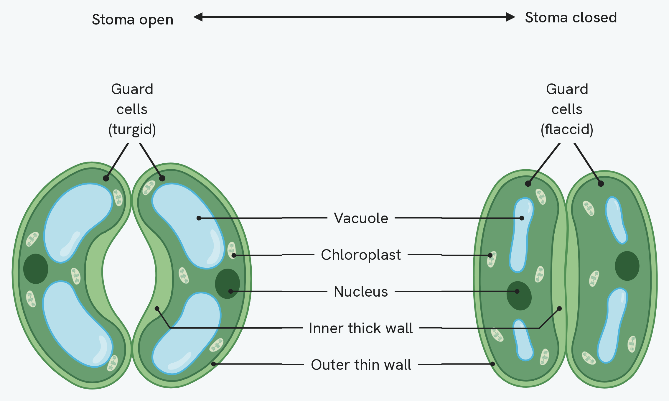 The same pair of guard cells drawn twice. On the left they are turgid and bowed apart, with the stoma between them open; on the right they are flaccid and pressed together, with the stoma shut. An arrow links the two states, and the cell contents are labelled vacuole, chloroplast, nucleus, inner thick wall and outer thin wall