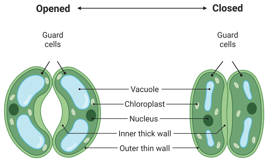 Two pairs of guard cells side by side, one headed opened and one headed closed. In the opened pair the two cells are turgid and curve apart, leaving a pore between them. In the closed pair the cells are flaccid and lie straight against each other, with no pore. Each guard cell is labelled with its vacuole, chloroplasts, nucleus, the thick inner wall facing the pore and the thin outer wall