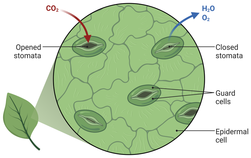A leaf with a circle of its surface magnified. The surface is a mosaic of epidermal cells, and scattered among them are several stomata, each a pore between two guard cells. One stoma is labelled opened and another closed, the guard cells and an epidermal cell are labelled, and arrows show carbon dioxide entering through an open stoma while water vapour and oxygen leave through another