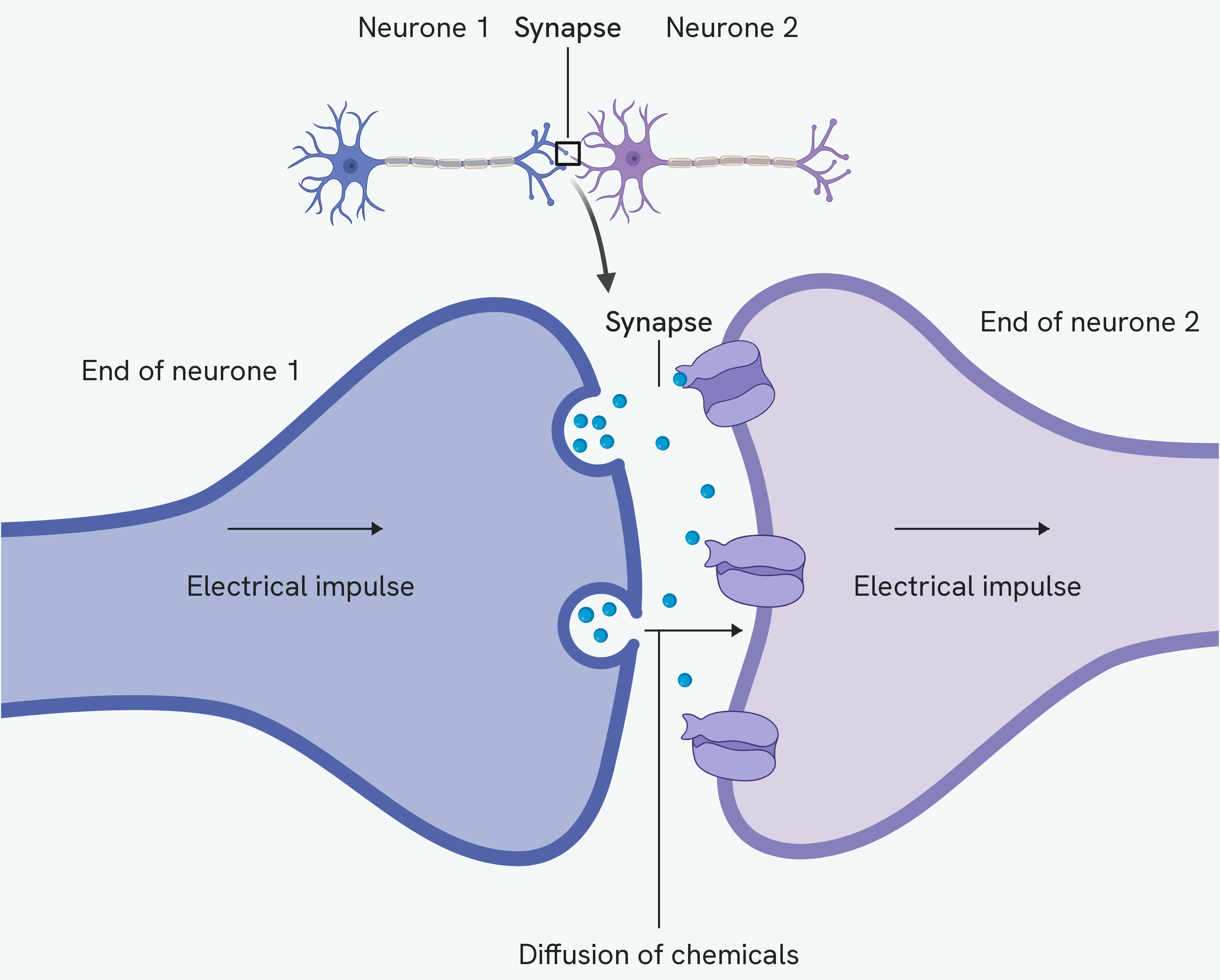 A synapse between two neurones, with the junction magnified. An electrical impulse travels along the end of neurone 1 and reaches the gap, where chemicals are released from the neurone and diffuse across to receptors on the end of neurone 2, which starts a new electrical impulse travelling on