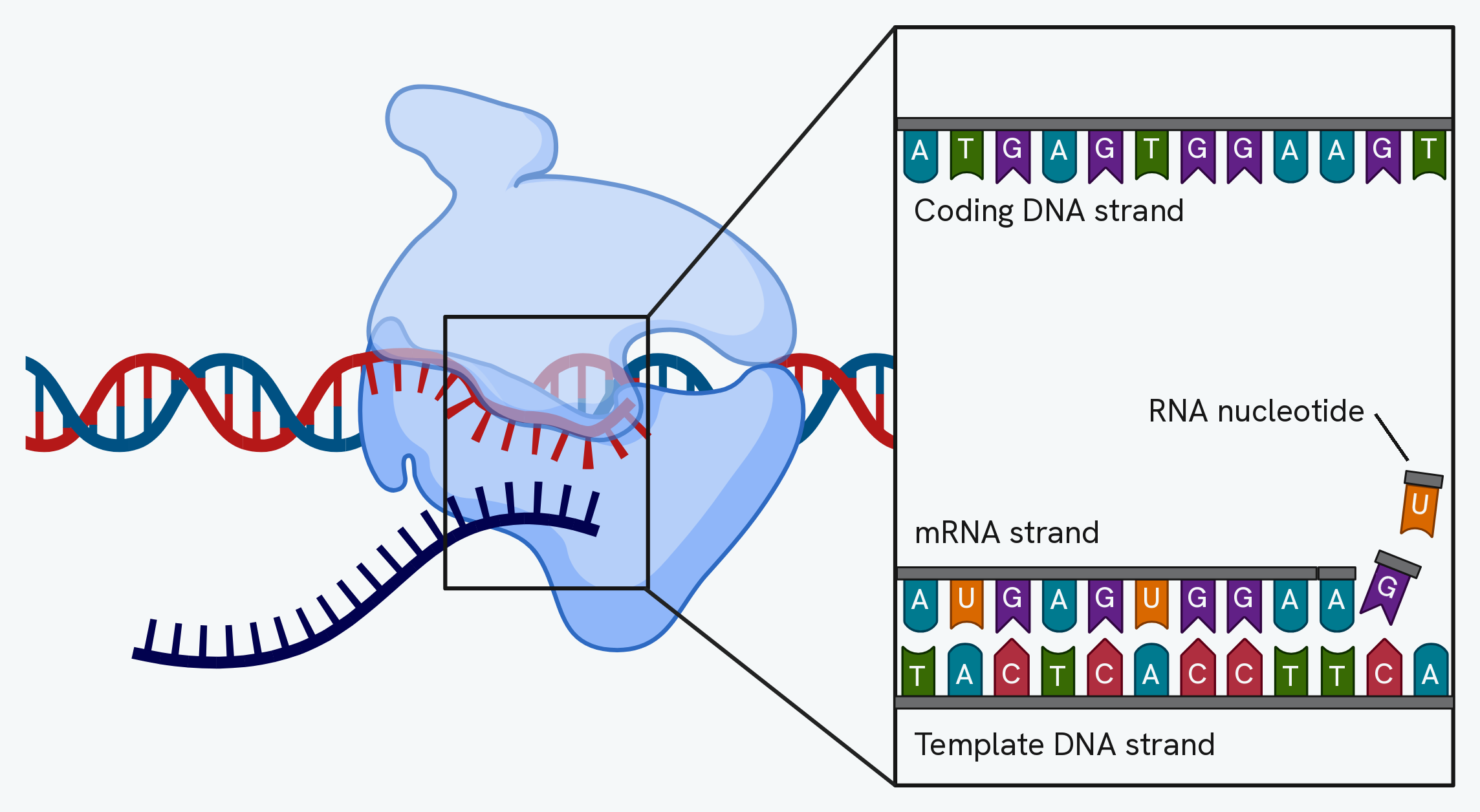 Transcription. RNA polymerase moves along an unwound stretch of DNA, and a close-up shows the coding strand above, the template strand below, and the mRNA being built between them by free RNA nucleotides pairing with the template, one base at a time