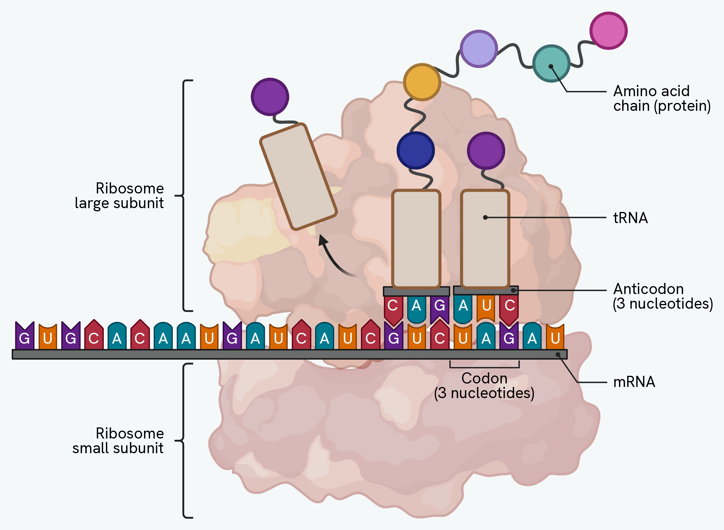 Translation at a ribosome. The mRNA runs between the small and large subunits, two tRNA molecules sit side by side with their anticodons paired to the mRNA codons beneath them, each carrying its amino acid, a third tRNA leaves now that it is empty, and the growing amino acid chain extends away from the ribosome
