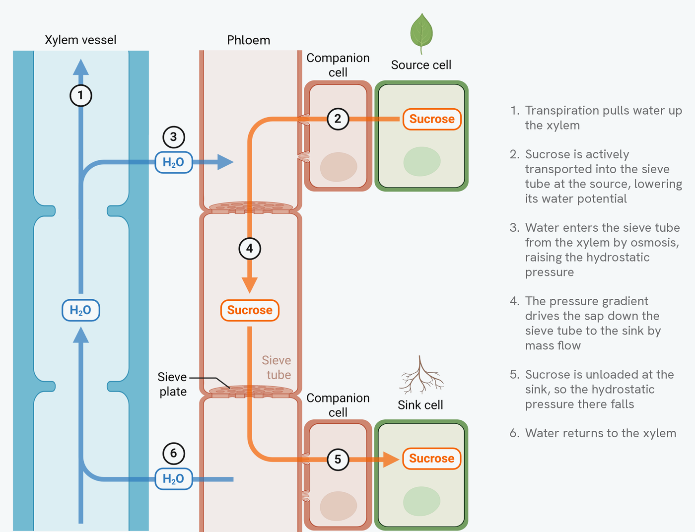 Translocation from a source to a sink, numbered one to six. A xylem vessel on the left and a phloem sieve tube on the right run side by side, with a companion cell and a source cell at the top and a companion cell and a sink cell at the bottom. 1, transpiration pulls water up the xylem. 2, sucrose is actively transported from the source cell into the sieve tube, lowering its water potential. 3, water enters the sieve tube from the xylem by osmosis, raising the hydrostatic pressure. 4, the pressure gradient drives the sap down the sieve tube to the sink by mass flow, passing through the sieve plates. 5, sucrose is unloaded at the sink, so the hydrostatic pressure there falls. 6, water returns to the xylem