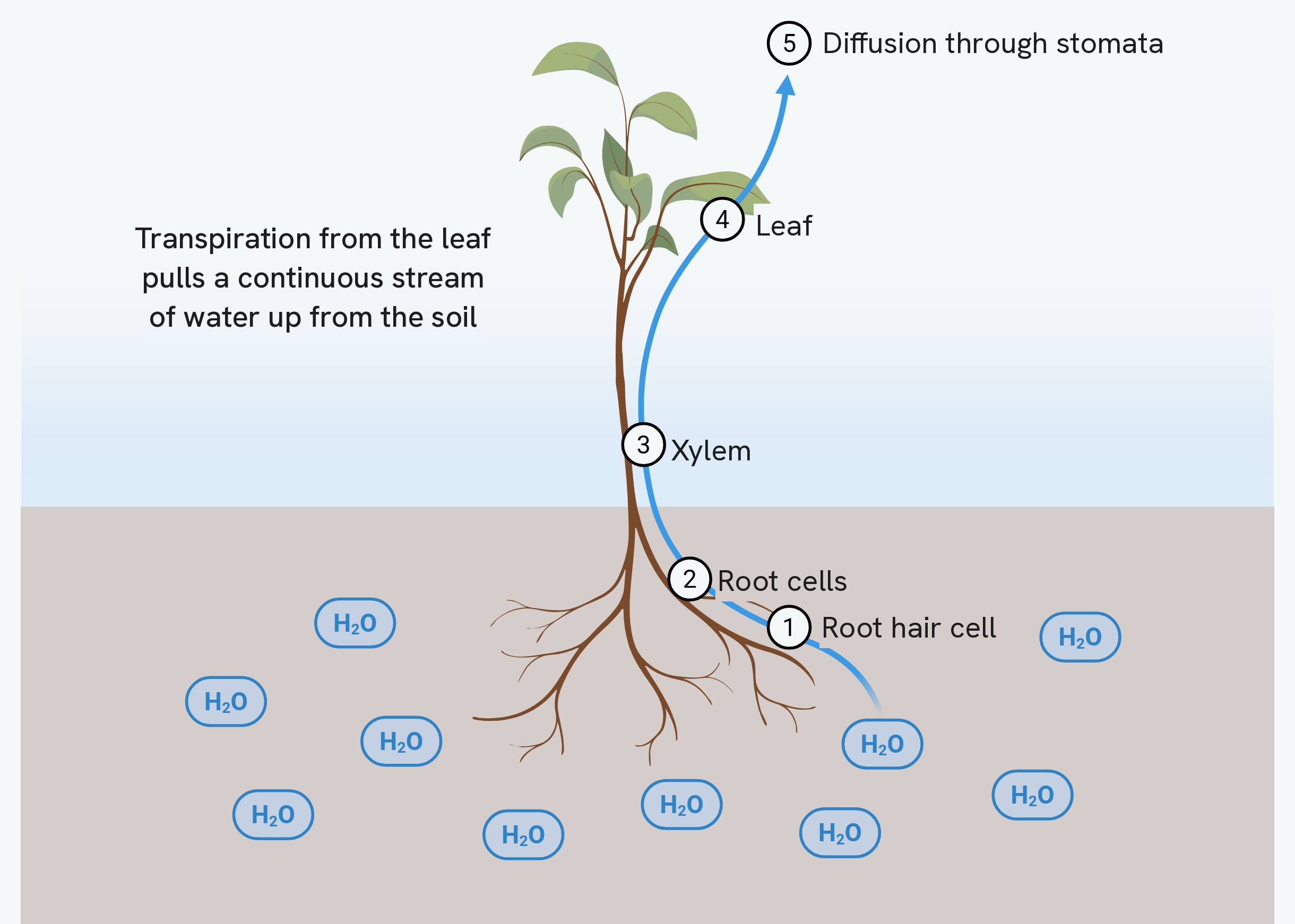 A plant in soil, with water shown as H2O in the soil around its roots and a blue line tracing the route water takes. Five numbered stops follow the line: into a root hair cell, across the root cells, up the xylem, into the leaf, and out by diffusion through the stomata. A caption says that transpiration from the leaf pulls a continuous stream of water up from the soil