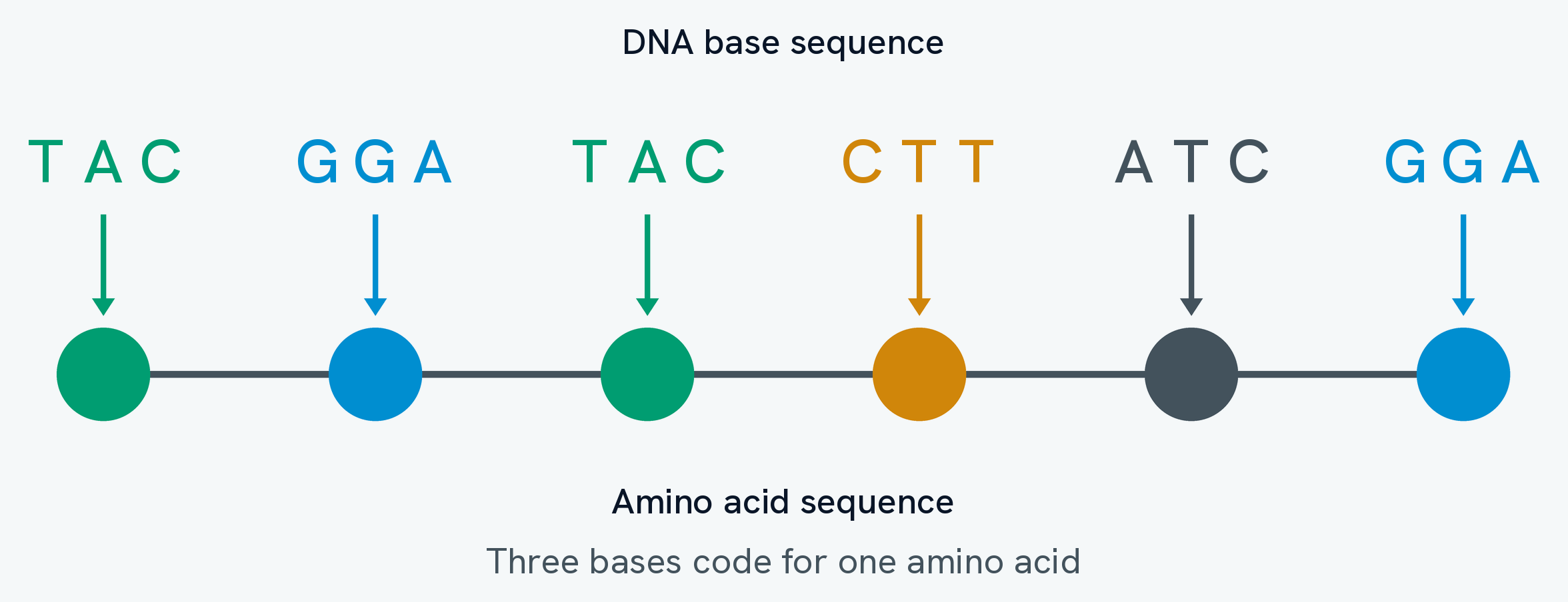 A row of eighteen DNA bases, spaced into six groups of three, with an arrow running down from each group to a coloured circle below it. The six circles are joined into a chain and labelled the amino acid sequence. Each triplet and the amino acid it codes for share a colour, and the triplets TAC and GGA each appear twice and give the same amino acid both times