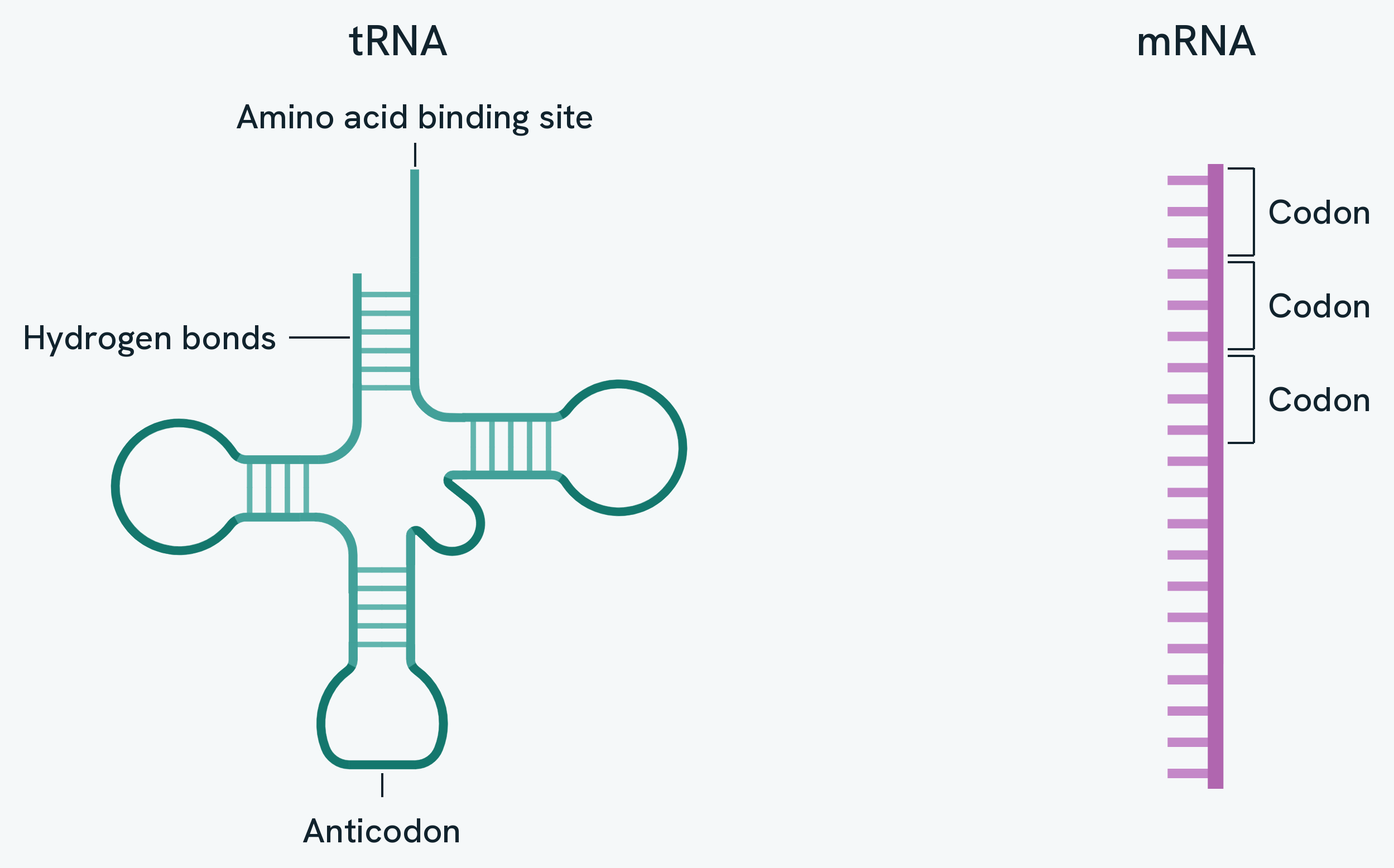 The clover-leaf structure of tRNA, labelling the amino acid binding site, the hydrogen bonds holding the paired regions together and the anticodon, next to a strand of mRNA whose bases are read in groups of three called codons