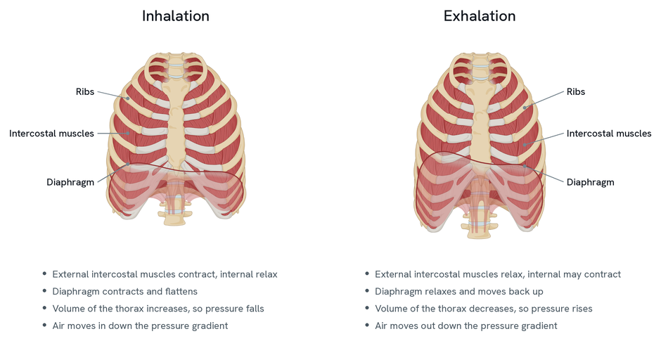 Two ribcages side by side, headed inhalation and exhalation. On the inhalation side the diaphragm is flattened and the ribcage sits raised and wide; on the exhalation side the diaphragm is domed upward and the ribcage sits lower and narrower. Both are labelled with the ribs, the intercostal muscles between them, and the diaphragm, each diaphragm label pointing at the curved sheet itself. Under each figure are the four changes: the intercostal muscles contracting or relaxing, the diaphragm flattening or returning, the volume and pressure of the thorax, and the direction air moves