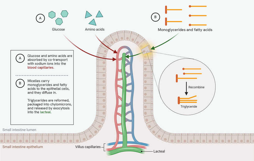 A single villus in the wall of the small intestine, with blood capillaries and a lacteal running up inside it. Route A, in dark red, shows glucose and amino acids absorbed by co-transport with sodium ions into the blood capillaries. Route B, in green, shows monoglycerides and fatty acids entering an epithelial cell, with a magnified circle showing a monoglyceride and two fatty acids recombining into a triglyceride, which is packaged into chylomicrons and released by exocytosis into the lacteal
