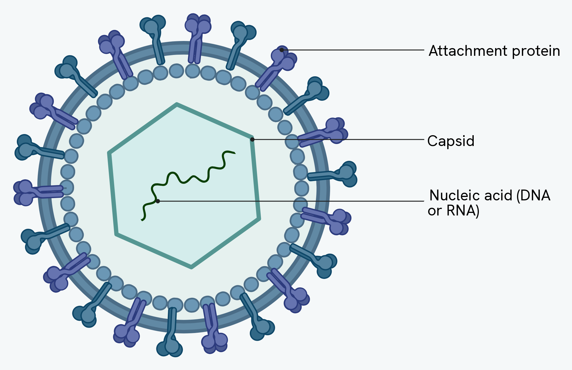 A generalised virus particle showing the nucleic acid (DNA or RNA) core, the surrounding capsid and the attachment proteins