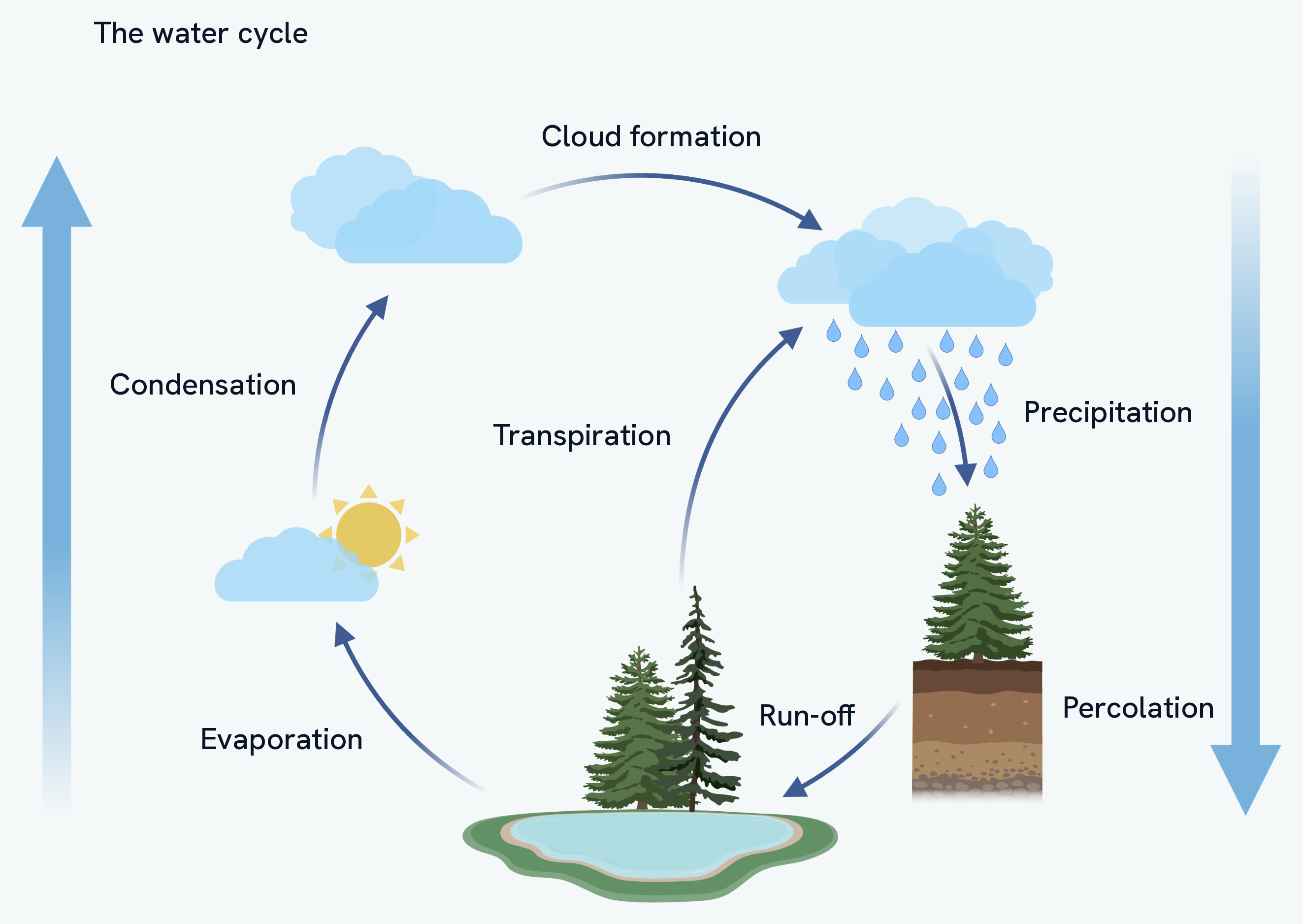 The water cycle. The Sun evaporates water from a lake, the vapour condenses into cloud, the cloud is carried along and grows, rain falls on trees and soil, and surface run-off carries water back down to the lake. A second arrow rises from the trees, labelled transpiration, and the soil block is labelled percolation