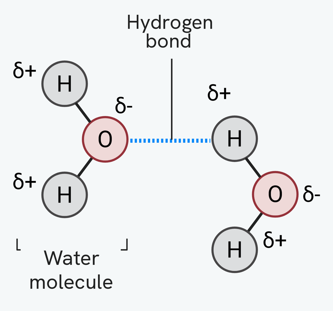 Two water molecules showing hydrogen bonding. In each molecule the oxygen carries a slight negative charge and the hydrogens a slight positive charge, and a hydrogen bond forms between the slightly positive hydrogen of one molecule and the slightly negative oxygen of the other.