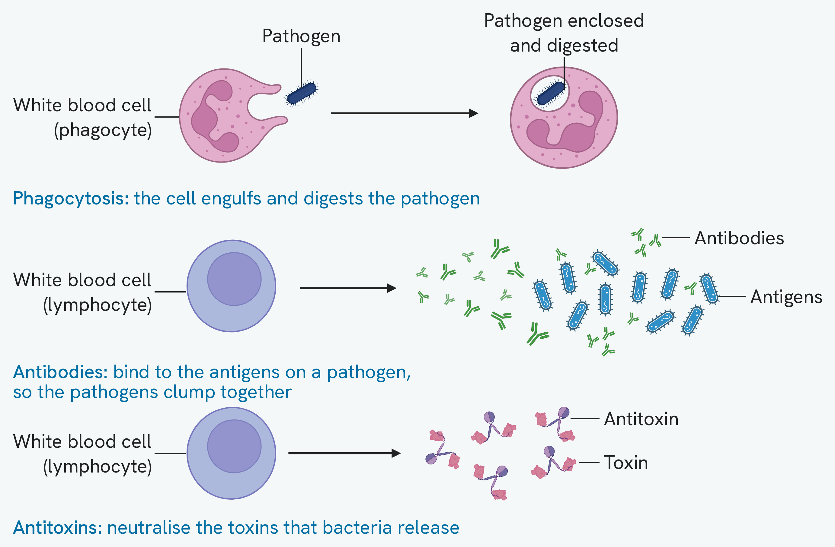 Three rows, each starting with a white blood cell. Each cell is labelled white blood cell, with phagocyte or lymphocyte in brackets. In the first the cell reaches around a labelled pathogen, and the drawing beside it shows that pathogen enclosed and being digested inside the cell, labelled too. In the second the cell produces antibodies, labelled among a group of bacteria whose antigens are labelled too. In the third the cell produces antitoxins, each labelled and drawn locked onto a labelled toxin