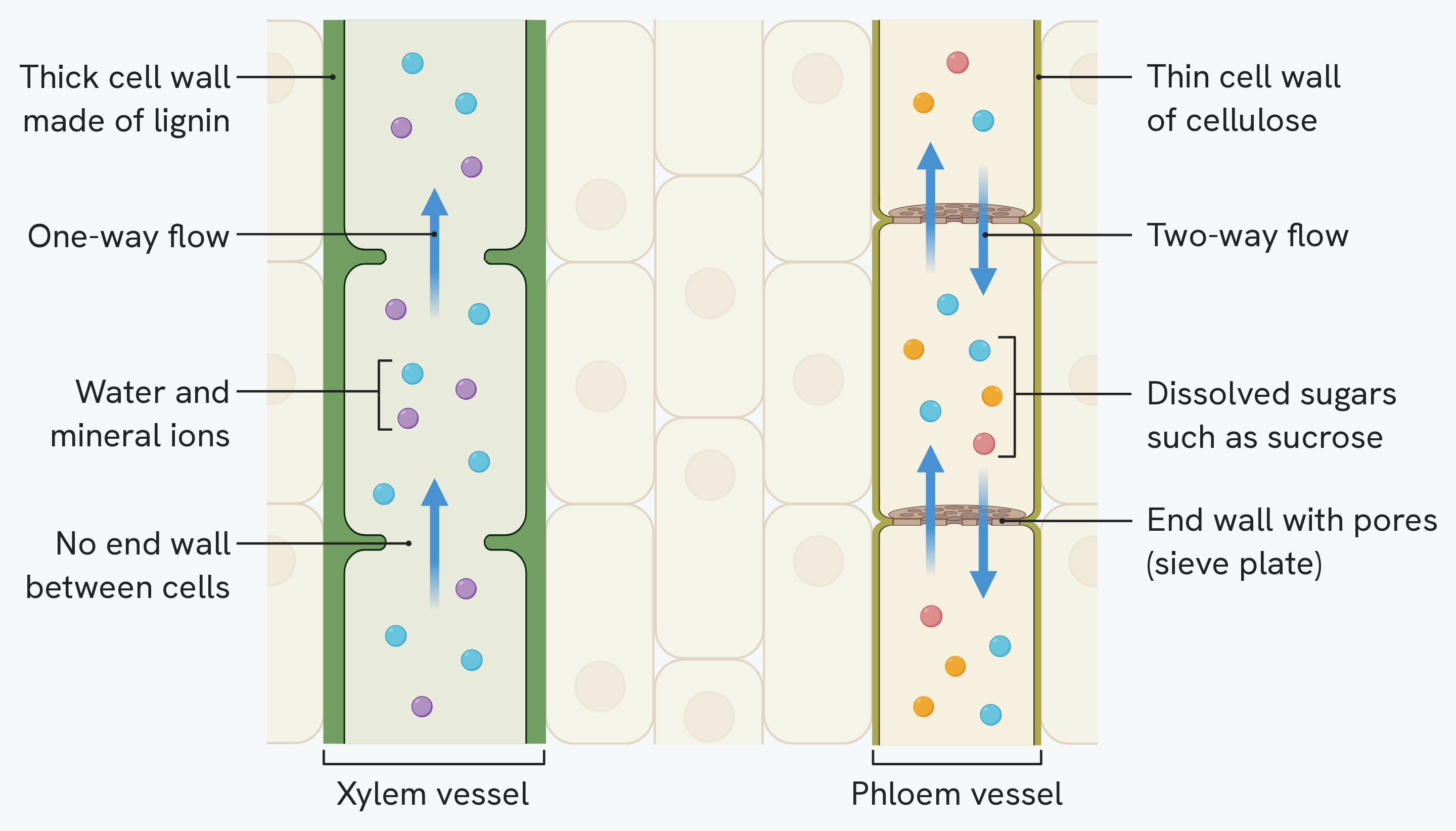 A xylem vessel and a phloem vessel side by side, cut open along their length, with a strip of plain cells between them. The xylem has thick walls of lignin, no end walls between its cells, and one arrow showing flow in a single direction. The phloem has thin cellulose walls, end walls pierced with pores, and arrows running both up and down