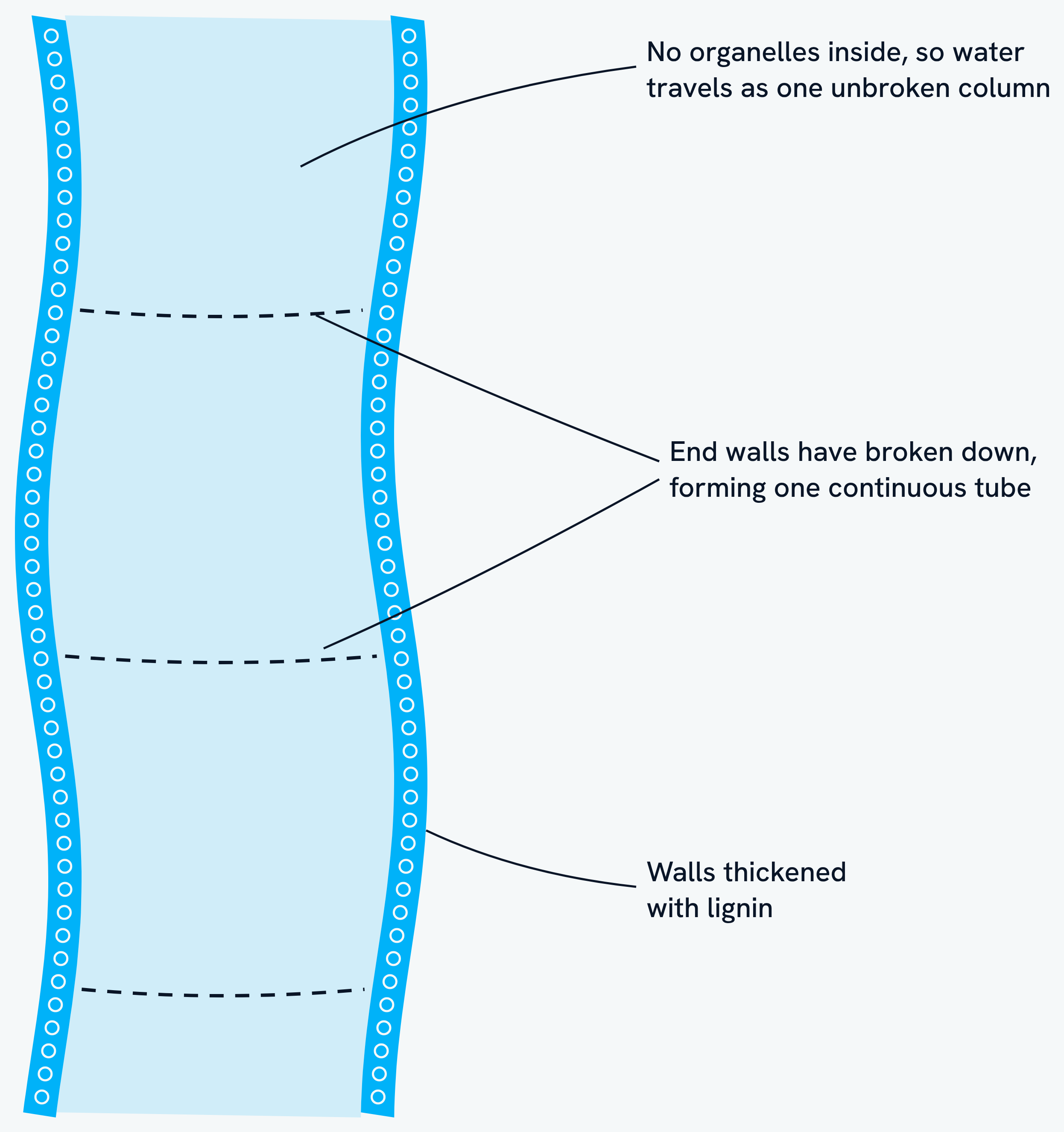 A xylem vessel, its walls thickened with lignin, with no organelles inside so water travels as one unbroken column, and the end walls between cells broken down to form one continuous tube